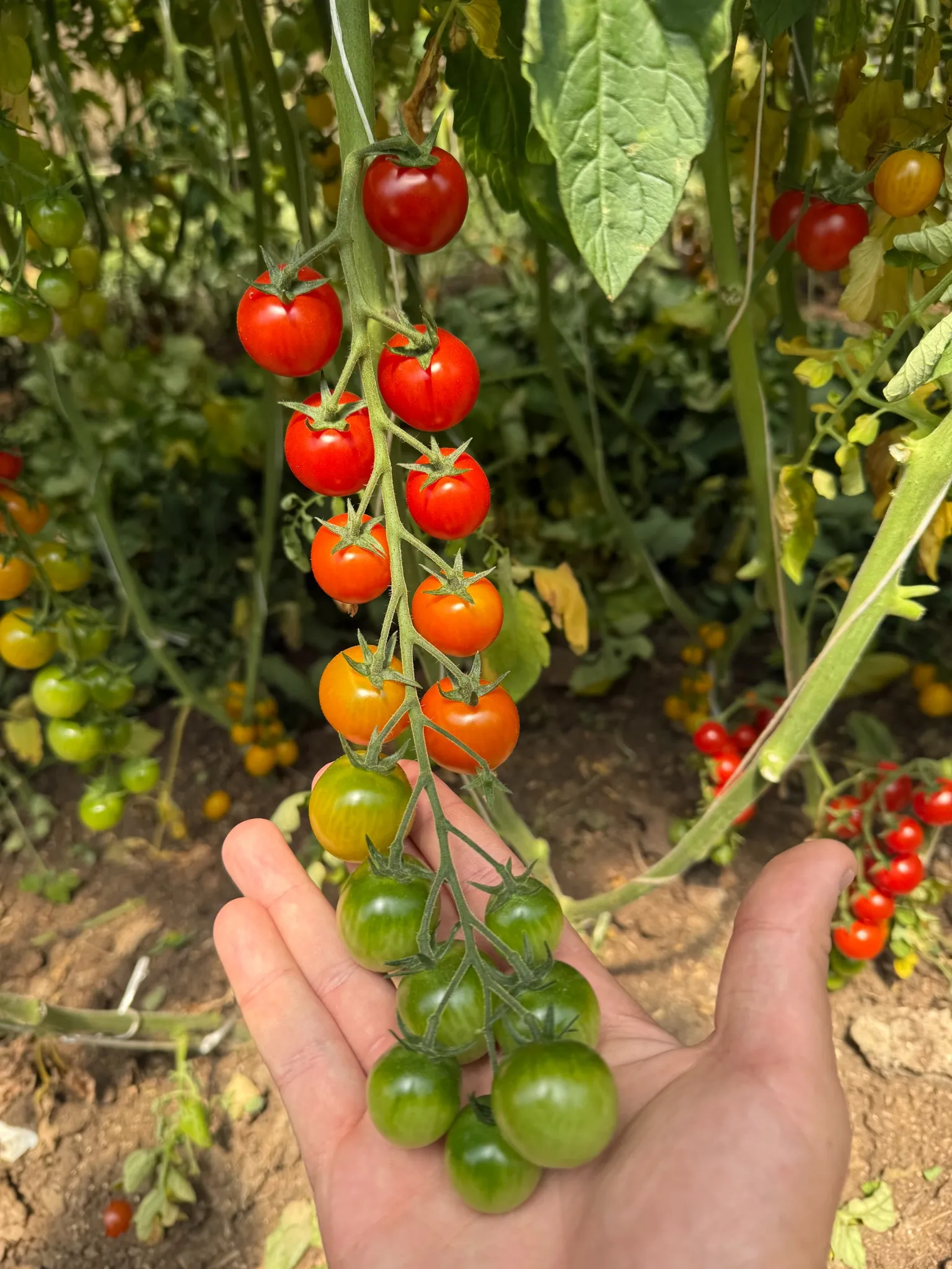 Preparazione della materia prima